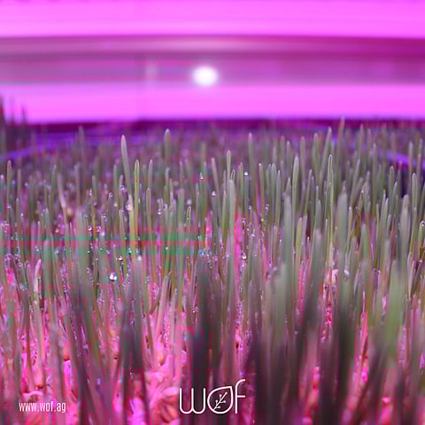 Hatch & Boost Launches AgriTech Startup World of Farming