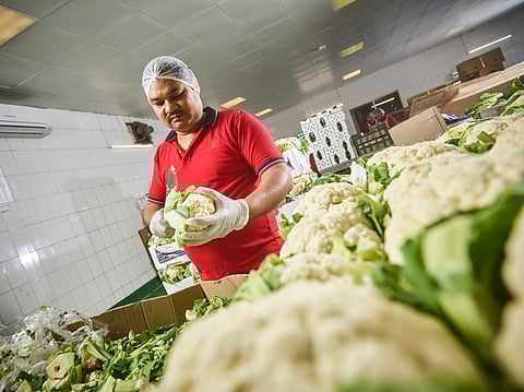 Innovative Food Systems Key to Tackling Global Food Crisis: Experts