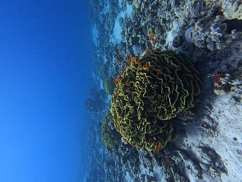 AD Ports Group Conducts Workshop on Marine Ecosystems