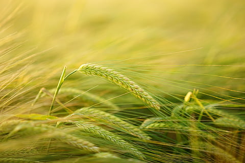 Develop Food Security Solutions: Dutch Horticultural Mission to KSA