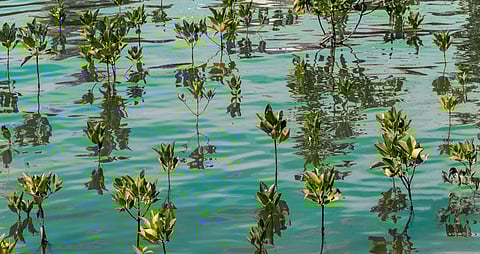 Finance for Nature-Based Solutions Must Triple by 2030