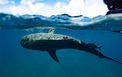 Tiger Sharks Lead Scientists to the World’s Largest Seagrass Ecosystem