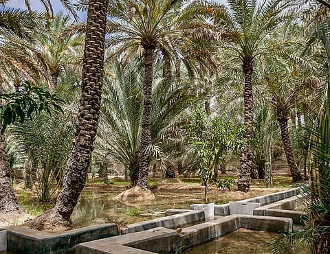 Sheikh Mansour Bin Zayed Award for Agricultural Excellence Launched