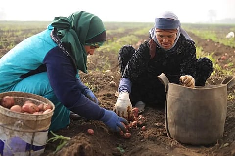 PepsiCo Egypt Celebrates Third Potato Harvest Season in Beni Suef