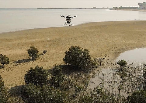 EAD Plants One Million Mangrove Seeds by Drone