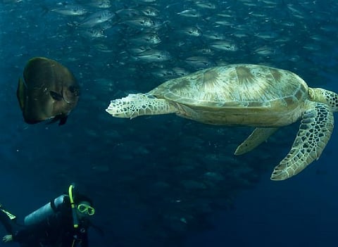 EAD Partners with Emirates Nature – WWF to Encourage Public Participation in Sahim