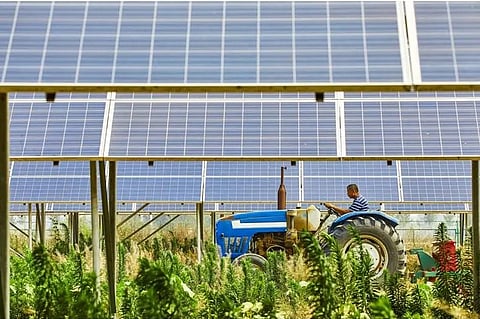How Agri-PV can Create Cheap Energy and Crops in the MENA Region