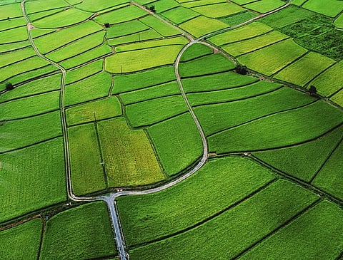 Soil Salinity in the Middle East is Manageable, Empirical Research Suggests