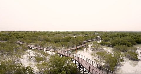 EU Ambassadors Walk the Green Talk by Planting Mangroves in Abu Dhabi