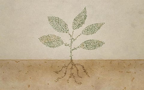 Pioneering Plant Projects Promise Regeneration