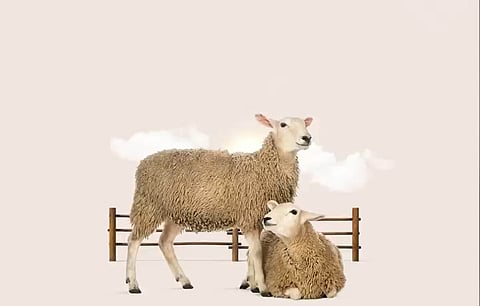 UAE's National Survey Plan to Count Animals and their Products in Commercial Farms