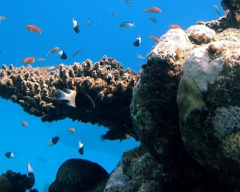 EAD Enhances Efforts to Protect Ecosystems and Habitats