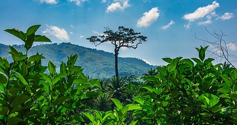 Four African Countries Ramp Up Ambition for Transition to a Low-Carbon Future