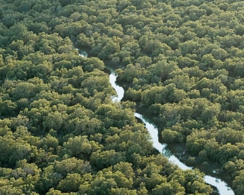 EAD Announces “Ghars Al Emarat” which will Plant Mangrove Trees for each Visitor to COP28