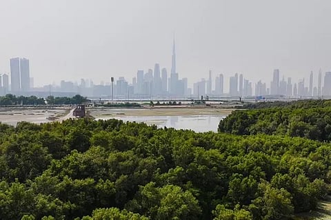 Dubai Municipality Achieves New Record in Tree Planting During 2023