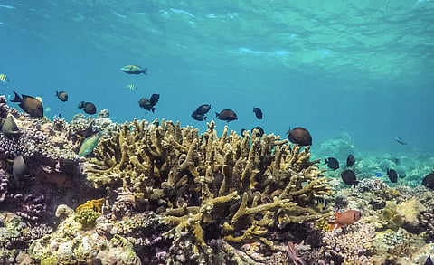 AD Ports Group Commits to Sustainable Approach for Developing Terminal at Safaga Port