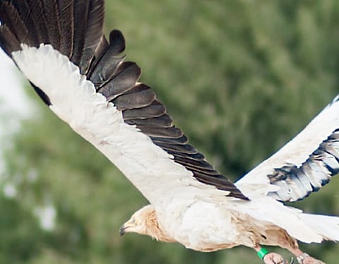 EAD Recognised by UN Environment Programme for Migratory Species Conservation Efforts