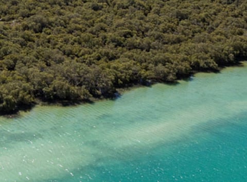 EAD Partners with ADNOC to Enhance Environmental Coastal Conservation