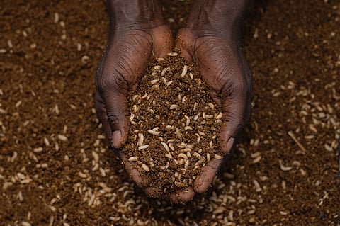 Building a Buzz in Organic Waste Management
