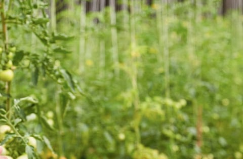 ADAFSA Expands Food Waste Reduction Partnership with Spinneys and Circa Biotech