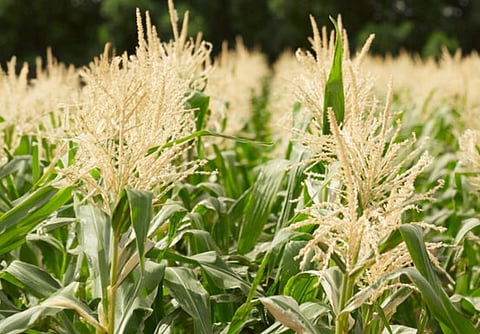 3rd Sheikh Mansour bin Zayed Agricultural Excellence Award Opens Registration