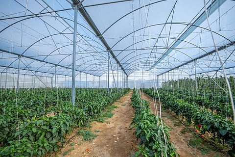 SABIC Teams up with Iyris and Napco to Create High-tech Greenhouse Roofing Solution using TRUCIRCLE