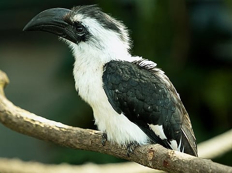 The Green Planet Dubai Welcomes Over 70 New Birds and Dwarf Crocodiles to its Biodome