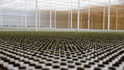 Topian Opens the First Climate-Resilient Greenhouse in Oxagon