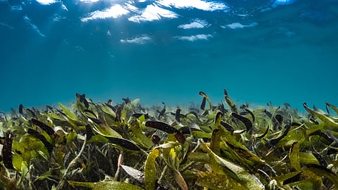 New Scientific Paper Urges Tourism Industry to Embrace Regenerative Tourism for a Healthier Planet