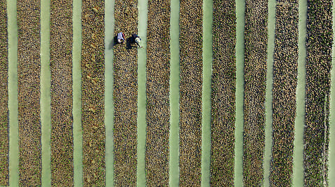 Red Sea Global Makes Significant Sustainability Strides and Supports COP16 Targets