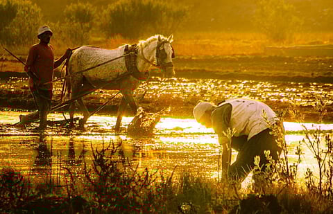 A World on the Boil: New FAO–WMO Report Warns Extreme Heat Is Endangering Global Agriculture