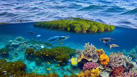 Guardians of the Blue Heart: Why Saving Marine Life Is Saving Humanity Itself