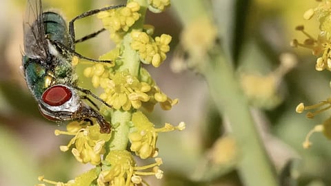 EAD & M42 Launch Advanced Plant Genome Sequencing to Protect UAE’s Native Species