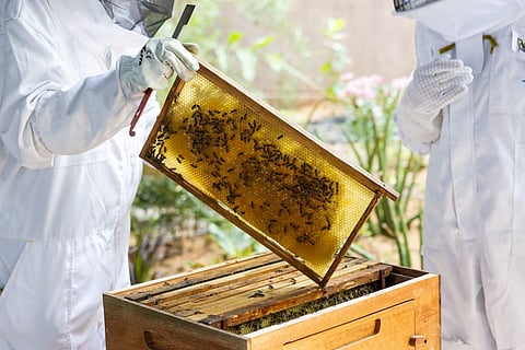 Bee-coming Beekeepers: How Terra Is Growing Dubai’s Urban Biodiversity Movement