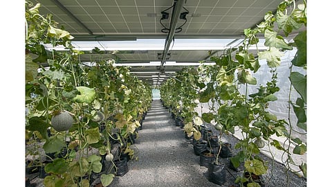 Agrivoltaics, Agrisolar, Agri-PV