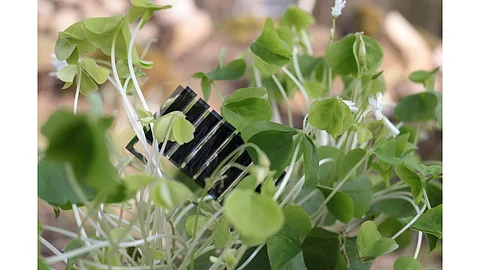 Biodegradable Solar Module