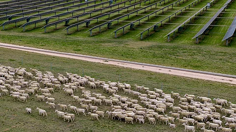 Solar farm with sheep grazing
