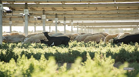 soltec agrivoltaics solar trackers