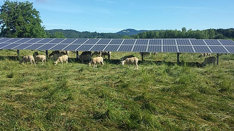 If less than 1% of agricultural land is covered with solar panels, these would generate enough solar power to satisfy global electric energy demand, say researchers of Oregon State University in their study on agrivoltaics that has been published in Nature journal. (Photo Credit: Oregon State University)