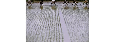 IFC To Help Bangladesh Tender 50 MW Solar Capacity