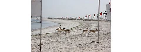 UAE Emirate Gauging Interest For 500 MW Solar