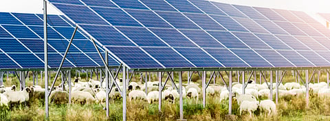 Agrivoltaic projects will be awarded by the Portuguese government under a new tender launched by the country’s Ministry of Agriculture. (Photo Credit: Jenson/shutterstock.com)