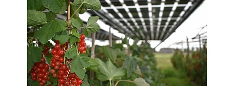 Having completed the 1.2 MW solar facility on a redcurrants farm in the Netherlands (in the picture), BayWa said it has a pipeline of more such ‘fruitvoltaic’ projects for various other fruits in Europe which will come online by 2022. (Photo Credit: BayWa r.e. renewable energy GmbH)