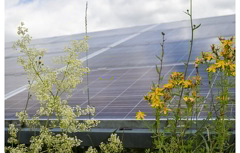 BayWa has reported being signed on by Quercus as the winning bidder to acquire the latter’s 700 MW+ solar development portfolio in Spain, and also entering a PPA with Holaluz for a 20 MW PV facility. (Photo Credit: BayWa r.e.)