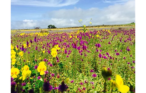 Solar power procured from 1 GW AC tender launched by MSEDCL under MSKVY scheme will be supplied to agricultural consumers during daytime to encourage renewable energy adoption. Pictured is Bhambavli Flower Plateau in Satara district of Maharashtra. (Photo Credit: Satara District Administration)