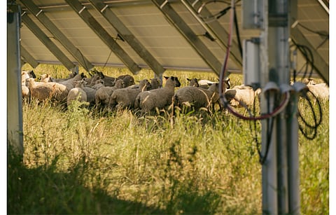 As the US speeds up solar energy deployments, the government says it is keen to understand the impact that it can have on surrounding environment hence is supporting research into the same. (Photo Credit: AgriSolar Clearinghouse/US Department of Energy)