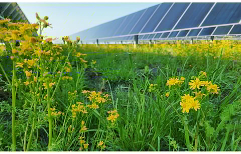 bp sees the availability of wind and solar power in Valencia and its proximity to ports as positives for it to set up a 2 GW electrolyzer project for green hydrogen here. (Photo Credit: Lightsource bp)