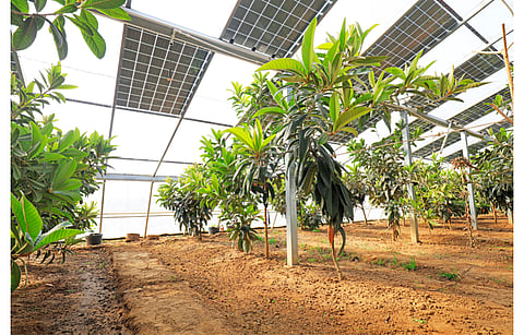 Deploying solar panels at a greater height than conventional installations leads to enhanced evapotranspiration with surface albedo from vegetation and soil which can improve solar panel efficiency, according to a Cornell University research. (Illustrative Photo; Photo Credits: chinahbzyg/Shutterstock.com)