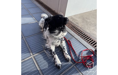 Platio says its solar pavers are durable and long lasting enough to allow for dual use of space, as an energy generating tool and a pavement to walk or cycle on. (Photo Credit: Platio Solar)