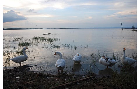 Pictured is Chandil dam where JREDA plans to deploy a 600 MW floating solar project. (Photo Credit: District Administration of Seraikela Kharsawan, Jharkhand)